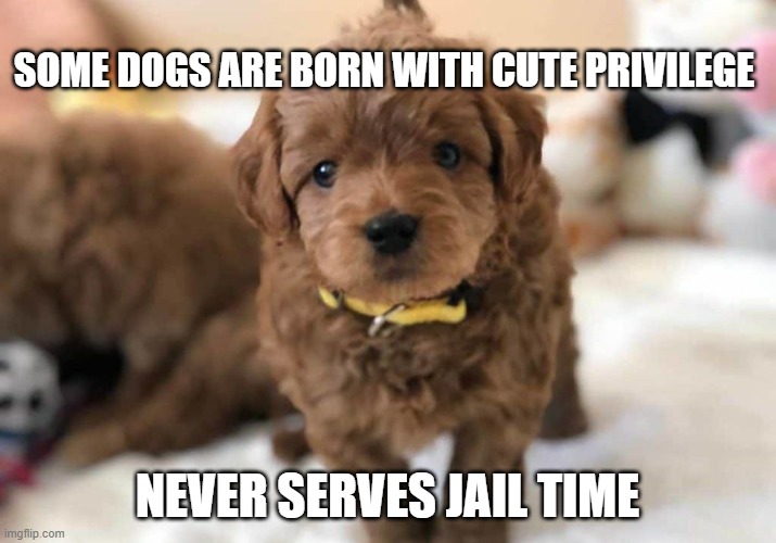 Cute Privilege | SOME DOGS ARE BORN WITH CUTE PRIVILEGE; NEVER SERVES JAIL TIME | image tagged in never serves hard time,cute privilege | made w/ Imgflip meme maker