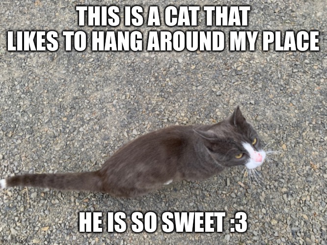 Not my cat, but I know his name, it’s Brandon | THIS IS A CAT THAT LIKES TO HANG AROUND MY PLACE; HE IS SO SWEET :3 | made w/ Imgflip meme maker
