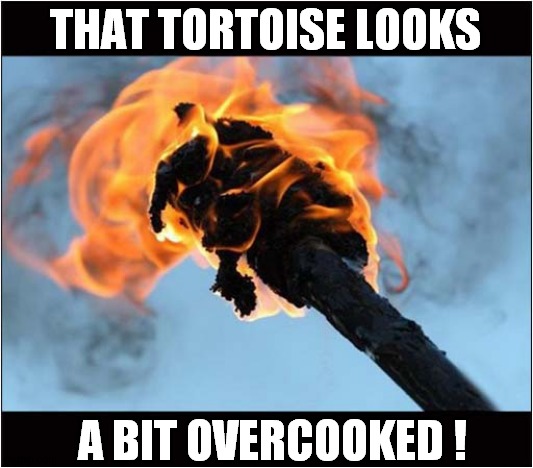 Wilderness Survival Training ! | THAT TORTOISE LOOKS; A BIT OVERCOOKED ! | image tagged in survival,tortoise,cooking,burning,dark humour,optical illusion | made w/ Imgflip meme maker