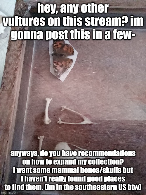 e | hey, any other vultures on this stream? im gonna post this in a few-; anyways, do you have recommendations on how to expand my collection? I want some mammal bones/skulls but I haven't really found good places to find them. (Im in the southeastern US btw) | made w/ Imgflip meme maker
