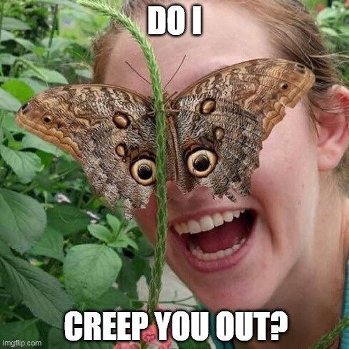 DO I; CREEP YOU OUT? | image tagged in cursed image,butterfly | made w/ Imgflip meme maker