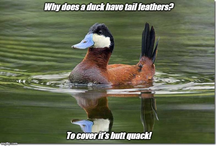 Dad Joke Of The Day |  Why does a duck have tail feathers? To cover it's butt quack! | image tagged in dad joke meme,duck,tail feathers,quack | made w/ Imgflip meme maker