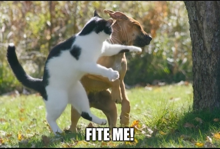 Cat punch dog | FITE ME! | image tagged in cat punch dog | made w/ Imgflip meme maker