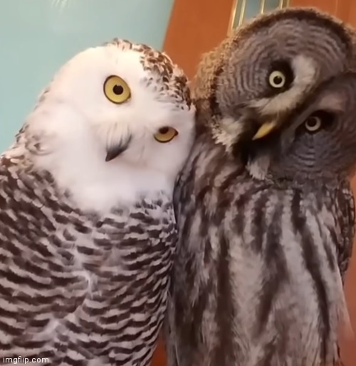 Two curious owls watching you | image tagged in owls watching you,owls | made w/ Imgflip meme maker