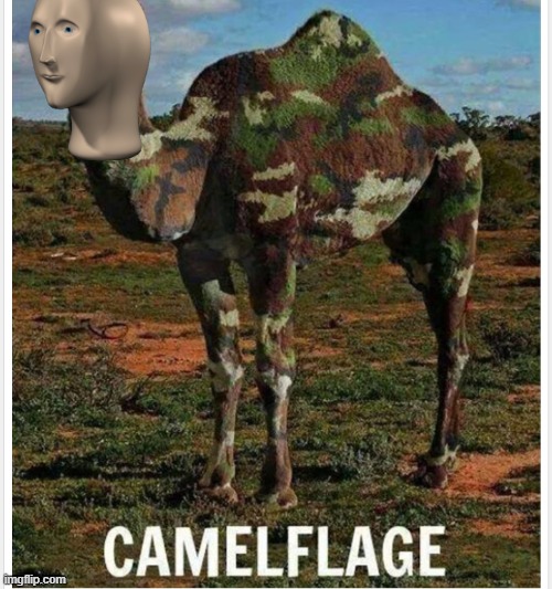 Camelflage | image tagged in camelflage | made w/ Imgflip meme maker
