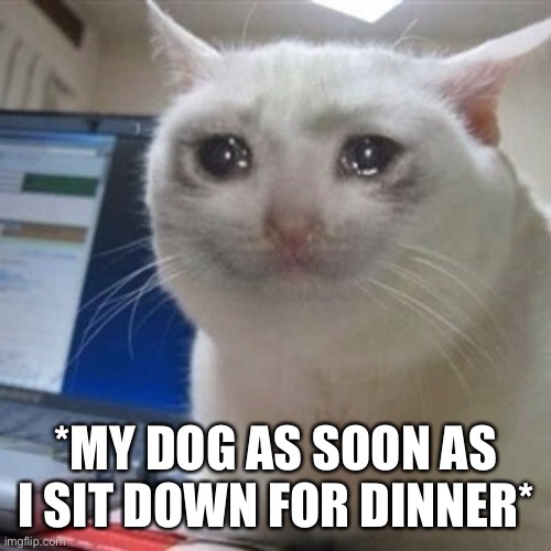 My Dog As Soon As I Sit Down |  *MY DOG AS SOON AS I SIT DOWN FOR DINNER* | image tagged in crying cat,dog,dinner,sad,sit down | made w/ Imgflip meme maker
