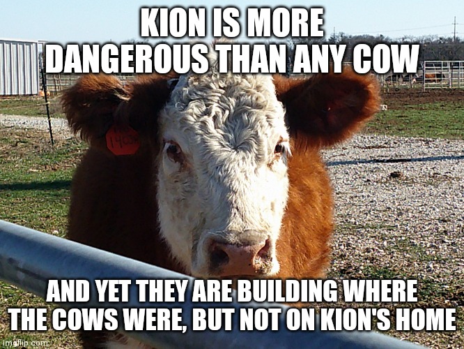 Cow | KION IS MORE DANGEROUS THAN ANY COW; AND YET THEY ARE BUILDING WHERE THE COWS WERE, BUT NOT ON KION'S HOME | image tagged in cow | made w/ Imgflip meme maker