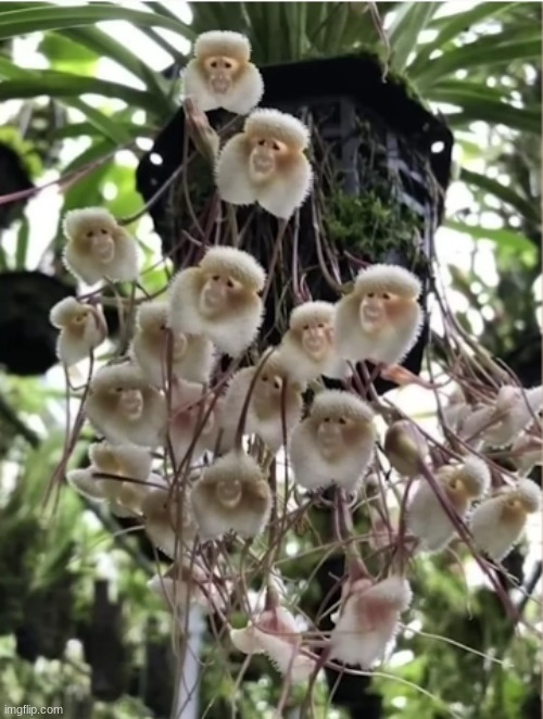 monke flower | made w/ Imgflip meme maker