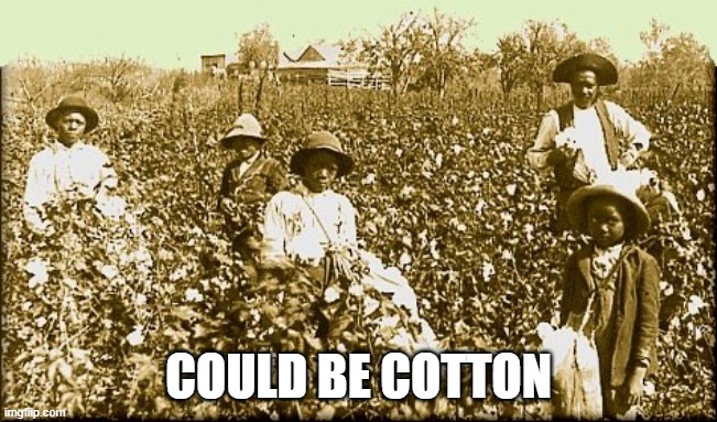 cotton slaves | COULD BE COTTON | image tagged in cotton slaves | made w/ Imgflip meme maker