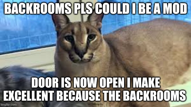 backrooms pls could I be a mod | BACKROOMS PLS COULD I BE A MOD; DOOR IS NOW OPEN I MAKE EXCELLENT BECAUSE THE BACKROOMS | image tagged in floppa | made w/ Imgflip meme maker