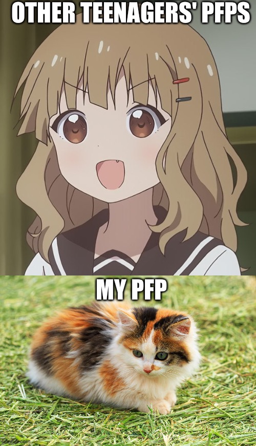 Calicos 4 life | OTHER TEENAGERS' PFPS; MY PFP | image tagged in the person above me | made w/ Imgflip meme maker