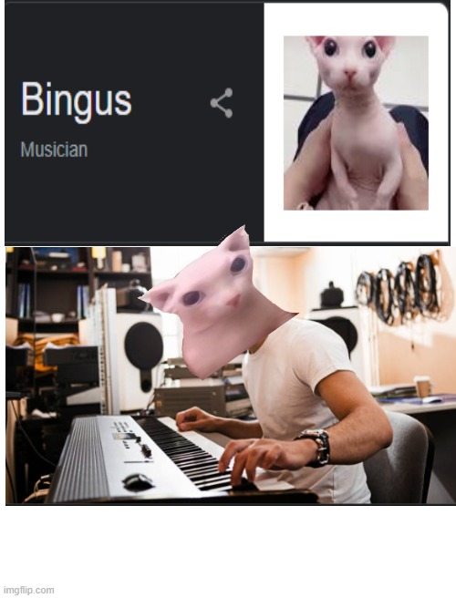 Look up "bingus" I promise its true | image tagged in blank white template,bingus,cats,cat,piano | made w/ Imgflip meme maker