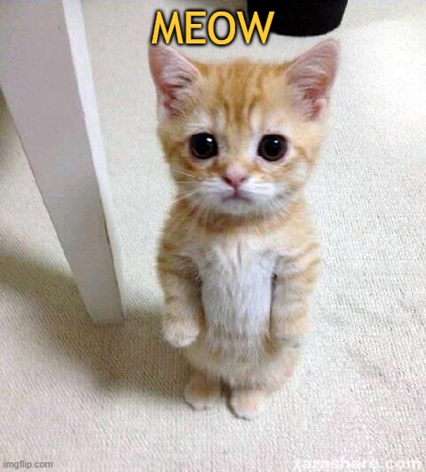 Cute Cat |  MEOW | image tagged in memes,cute cat | made w/ Imgflip meme maker