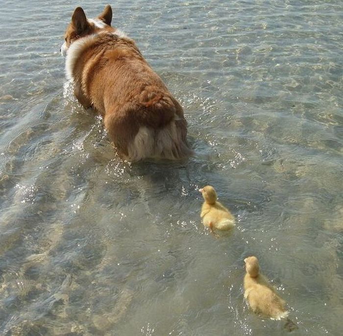 image tagged in cute,animals,dogs