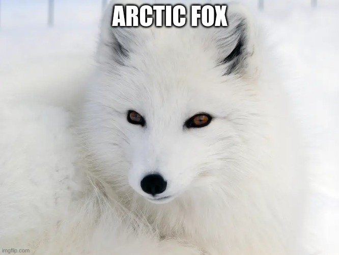 Awesome #6 | ARCTIC FOX | image tagged in awesome,pictures,wow | made w/ Imgflip meme maker