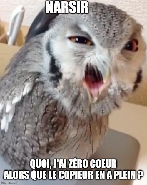 owl | NARSIR; QUOI, J'AI ZÉRO COEUR ALORS QUE LE COPIEUR EN A PLEIN ? | image tagged in owl | made w/ Imgflip meme maker