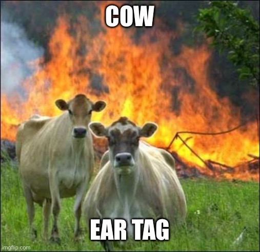 Evil Cows Meme | COW EAR TAG | image tagged in memes,evil cows | made w/ Imgflip meme maker