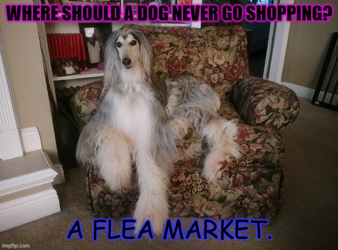 Daily Bad Dad Joke August 10 2022 | WHERE SHOULD A DOG NEVER GO SHOPPING? A FLEA MARKET. | image tagged in dog | made w/ Imgflip meme maker