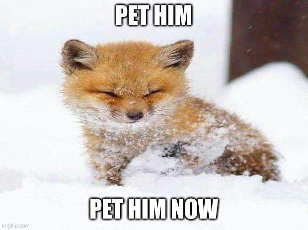 Dew it! | PET HIM; PET HIM NOW | image tagged in foxes | made w/ Imgflip meme maker