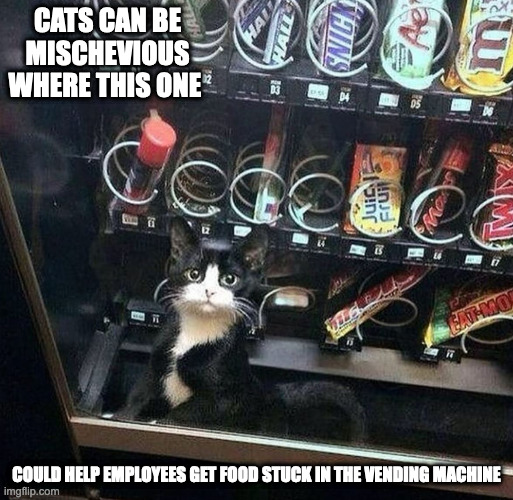 Cat in Vending Machine | CATS CAN BE MISCHEVIOUS WHERE THIS ONE; COULD HELP EMPLOYEES GET FOOD STUCK IN THE VENDING MACHINE | image tagged in vending machine,cats,memes | made w/ Imgflip meme maker