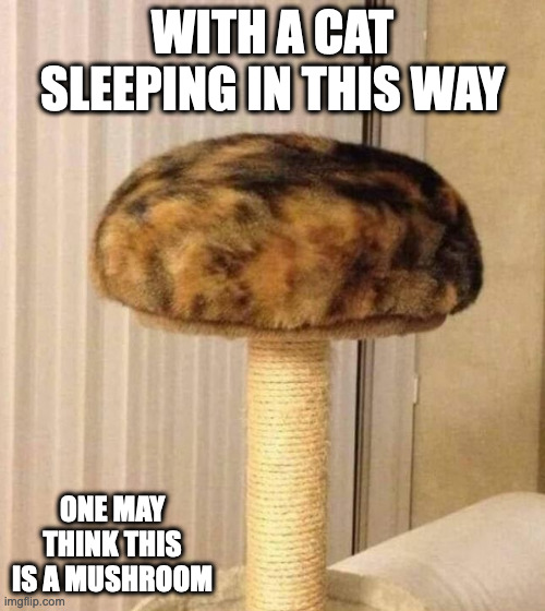 Meowshroom | WITH A CAT SLEEPING IN THIS WAY; ONE MAY THINK THIS IS A MUSHROOM | image tagged in cats,memes | made w/ Imgflip meme maker
