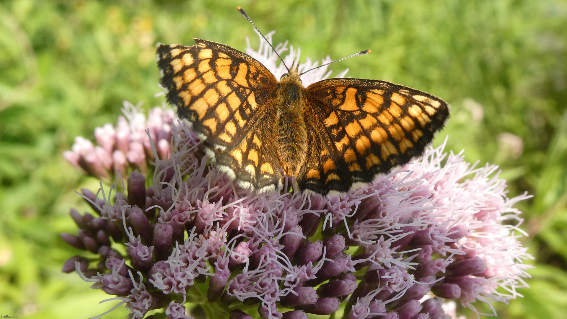 image tagged in awesome | made w/ Imgflip meme maker