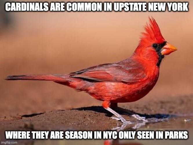 Cardinal | CARDINALS ARE COMMON IN UPSTATE NEW YORK; WHERE THEY ARE SEASON IN NYC ONLY SEEN IN PARKS | image tagged in birds,cardinal,memes | made w/ Imgflip meme maker