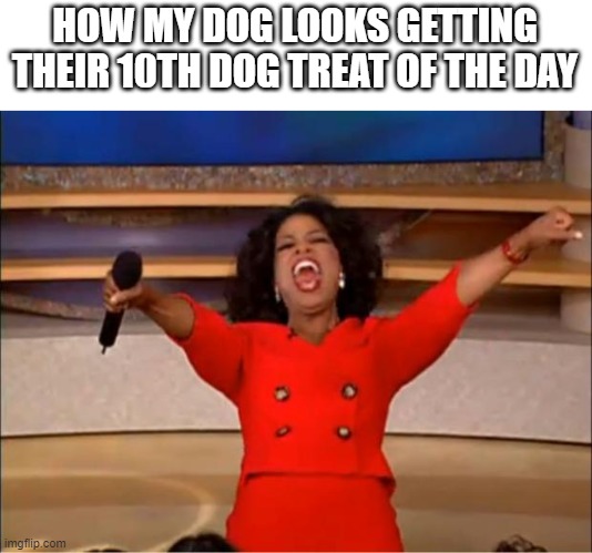 oprah dog treat |  HOW MY DOG LOOKS GETTING THEIR 10TH DOG TREAT OF THE DAY | image tagged in memes,oprah you get a,dog memes,dog,oprah | made w/ Imgflip meme maker