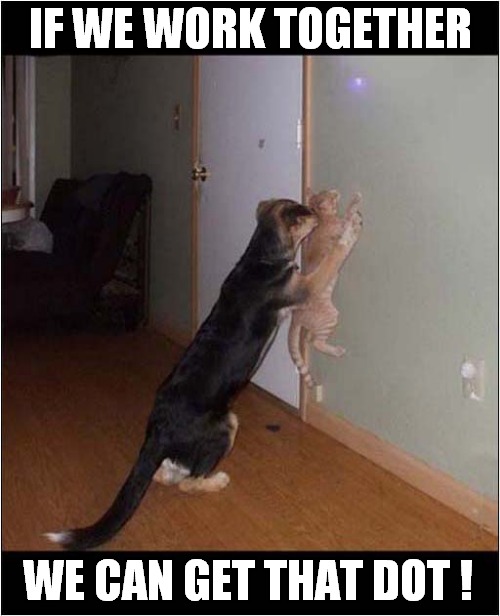 Teamwork Required ! | IF WE WORK TOGETHER; WE CAN GET THAT DOT ! | image tagged in cats,dogs,teamwork,laser | made w/ Imgflip meme maker