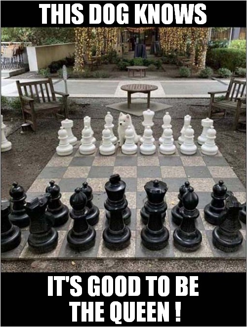 Dog Understands Chess ! | THIS DOG KNOWS; IT'S GOOD TO BE
 THE QUEEN ! | image tagged in dogs,chess,queen | made w/ Imgflip meme maker