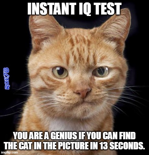 Instant IQ Test |  INSTANT IQ TEST; YOU ARE A GENIUS IF YOU CAN FIND THE CAT IN THE PICTURE IN 13 SECONDS. | image tagged in doubting cat,iq,test,cat | made w/ Imgflip meme maker