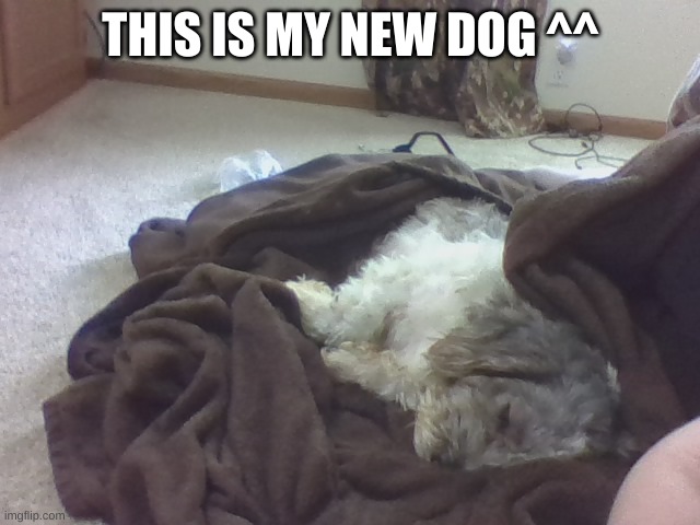 Precious :3 | THIS IS MY NEW DOG ^^ | image tagged in precious 3 | made w/ Imgflip meme maker