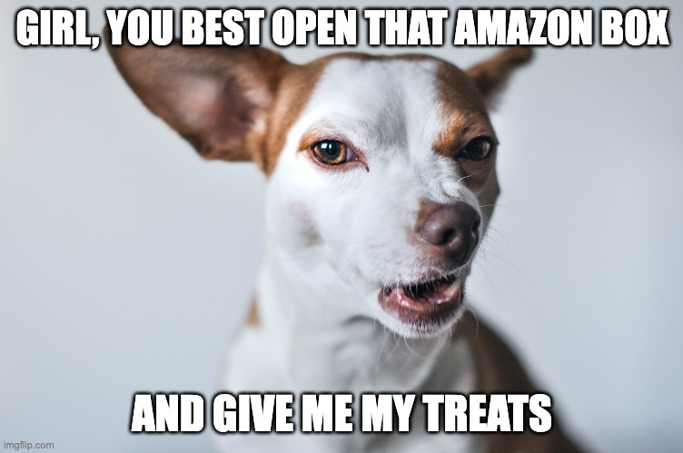 Amazon Pet Meme | GIRL, YOU BEST OPEN THAT AMAZON BOX; AND GIVE ME MY TREATS | image tagged in amazon pet,amazon | made w/ Imgflip meme maker