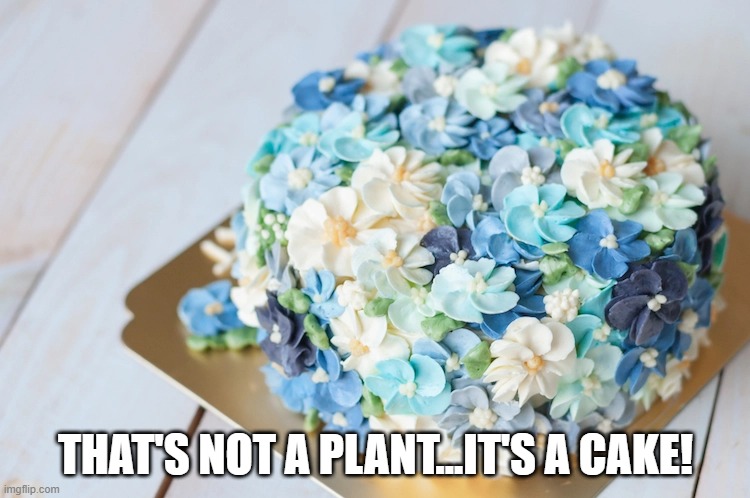Flowery | THAT'S NOT A PLANT...IT'S A CAKE! | image tagged in food | made w/ Imgflip meme maker