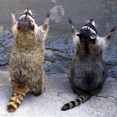 Praying Raccoons | image tagged in praying raccoons | made w/ Imgflip meme maker