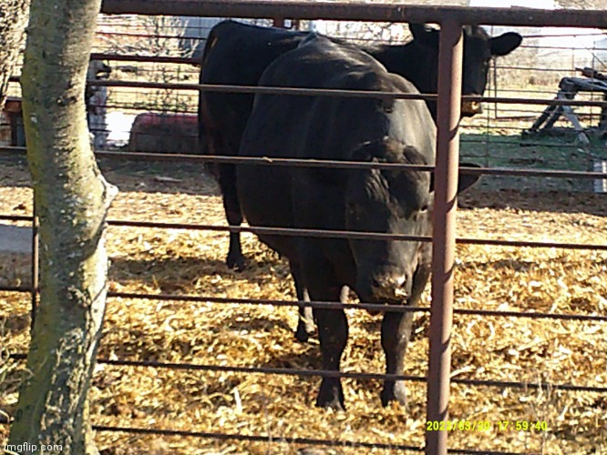 Cow | image tagged in cow | made w/ Imgflip meme maker