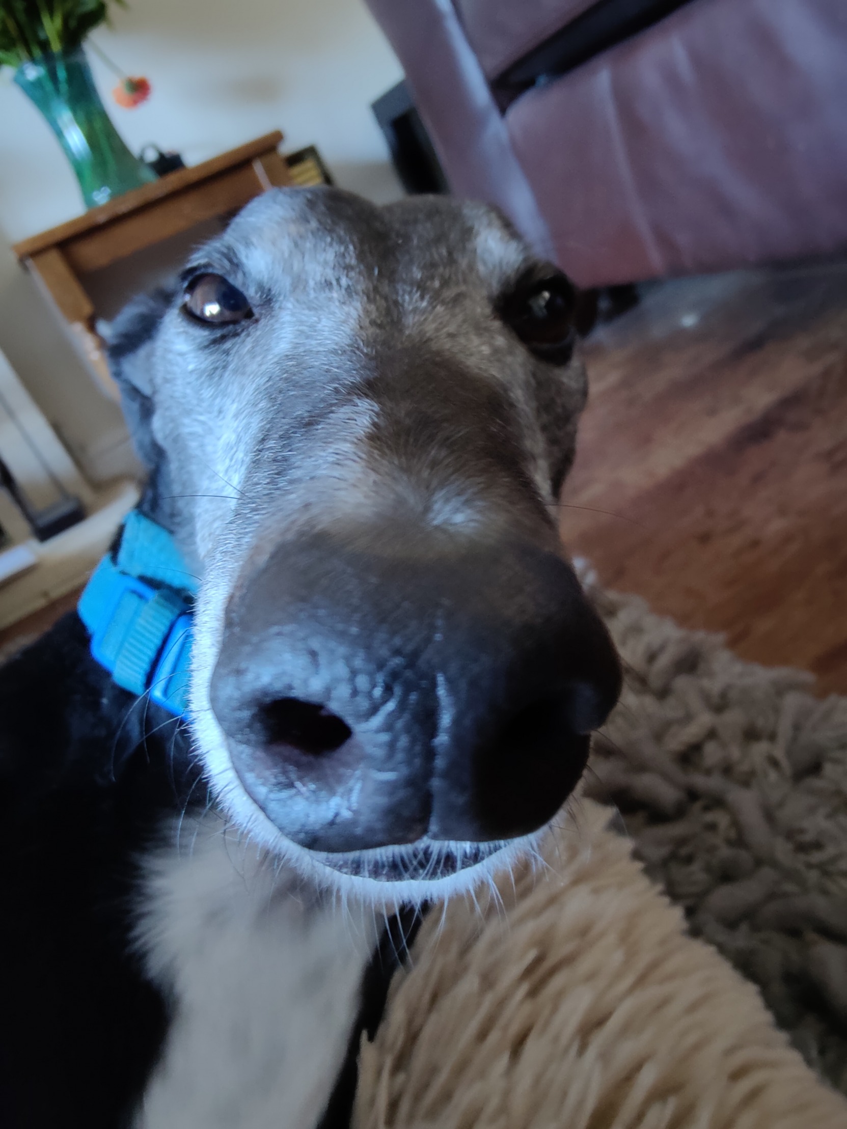 Wonky eye greyhound Blank Meme Template