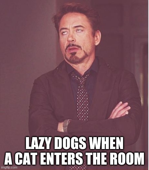 Face You Make Robert Downey Jr Meme | LAZY DOGS WHEN A CAT ENTERS THE ROOM | image tagged in memes,face you make robert downey jr | made w/ Imgflip meme maker