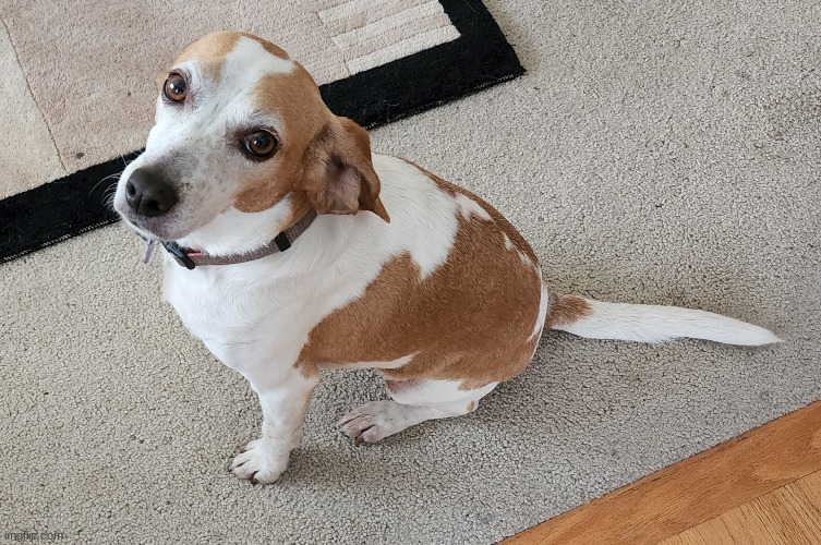 This is Ginger, my other pet dog (she's a beagle) - she's adorable as she is sassy! Ain't she cute? | image tagged in simothefinlandized,pictures,pets,beagles,cute dog | made w/ Imgflip meme maker