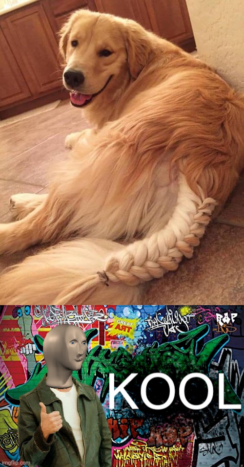 Dog's braided tail | image tagged in meme man kool graffiti version,memes,dogs,dog,braid,tail | made w/ Imgflip meme maker
