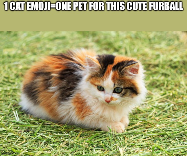 1 CAT EMOJI=ONE PET FOR THIS CUTE FURBALL | image tagged in cats,cute,calico,beautiful,animals | made w/ Imgflip meme maker