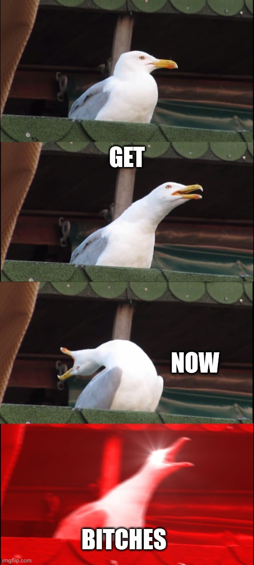 When you're friend single | GET; NOW; BITCHES | image tagged in memes,inhaling seagull | made w/ Imgflip meme maker