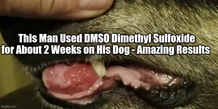 This Man Used DMSO Dimethyl Sulfoxide for About 2 Weeks on His Dog - Amazing Results  (Video)