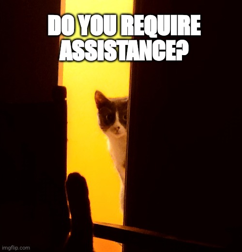 Staring Cat | DO YOU REQUIRE ASSISTANCE? | image tagged in watching cat | made w/ Imgflip meme maker