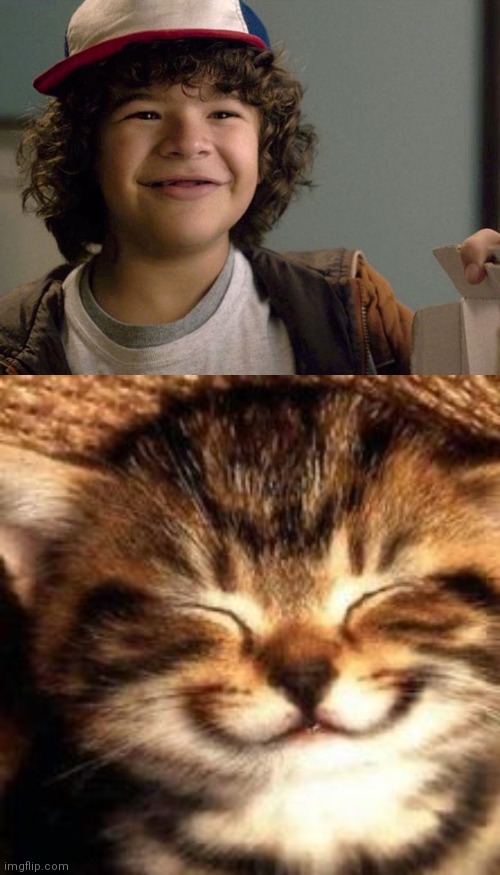 This cat looks like Dustin! XD | image tagged in dustin lmao | made w/ Imgflip meme maker