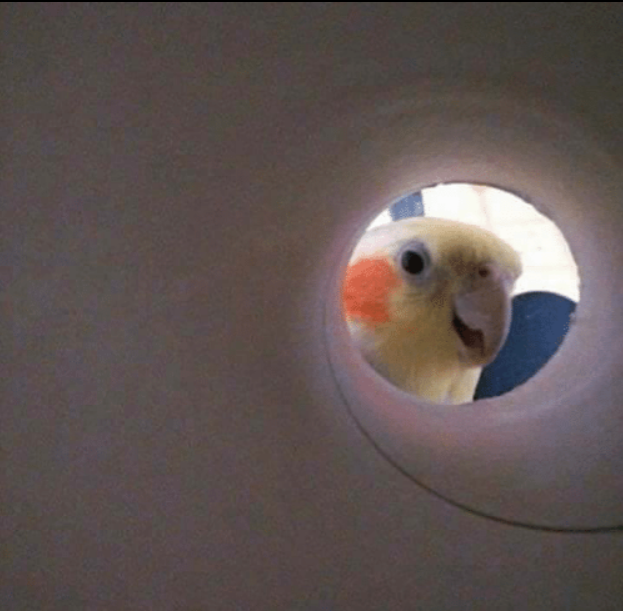 Bird and Tissue roll Blank Meme Template