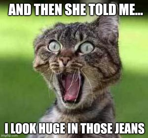 Shocked and Appalled | AND THEN SHE TOLD ME... I LOOK HUGE IN THOSE JEANS | image tagged in insults,funny cats,funny animals,shocked cat | made w/ Imgflip meme maker