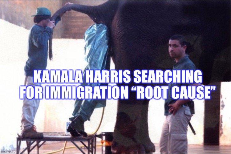 Kamala and root causes | KAMALA HARRIS SEARCHING FOR IMMIGRATION “ROOT CAUSE” | image tagged in kamala harris | made w/ Imgflip meme maker