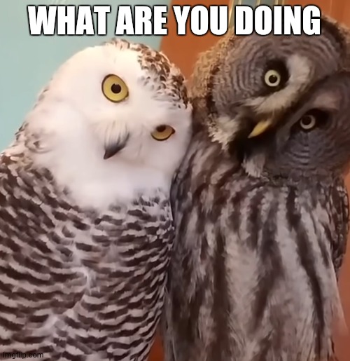 Curious Owls | WHAT ARE YOU DOING | image tagged in curious owls | made w/ Imgflip meme maker