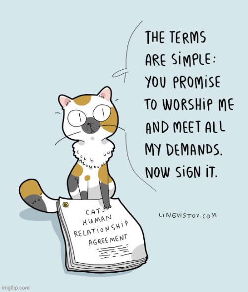 A Cats Way Of Thinking | image tagged in memes,comics,cats,human,relationship,terms and conditions | made w/ Imgflip meme maker